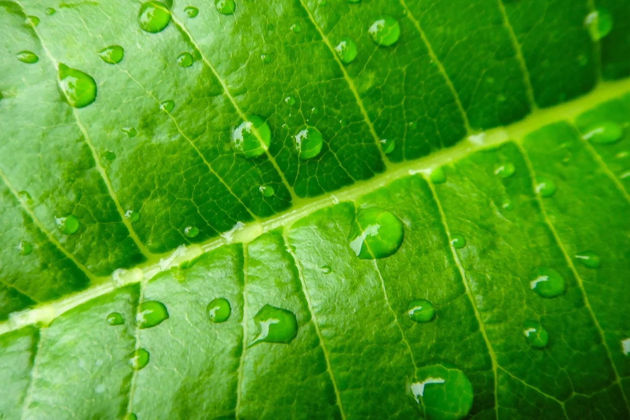 Green leaf with water drops on it.